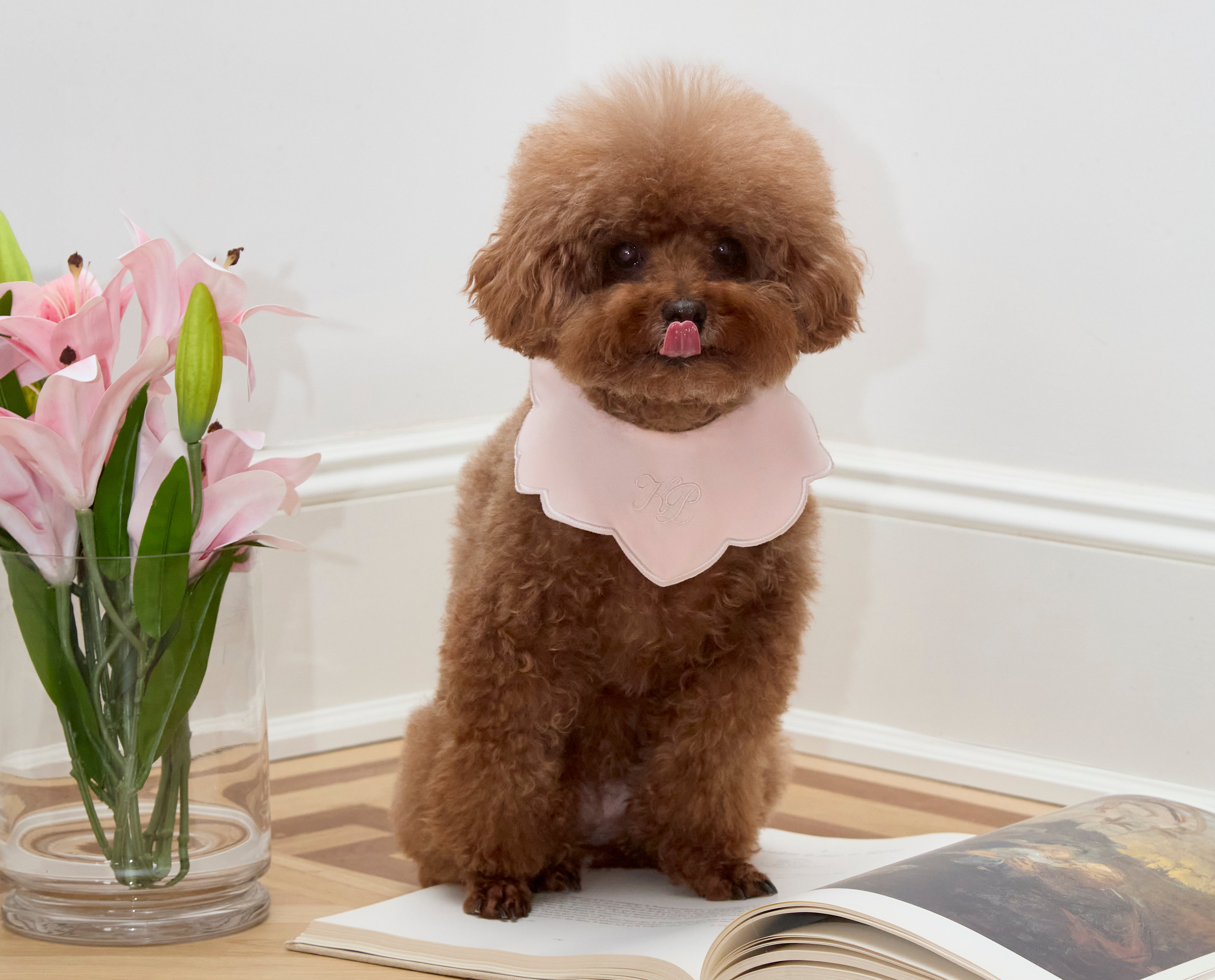 Luxury Dog Accessories