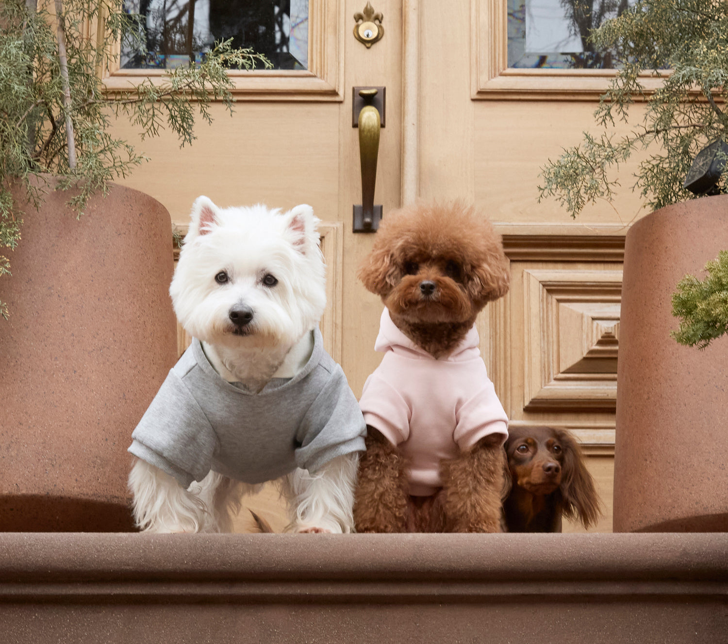 Apparel For Small Dogs